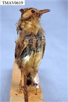 藏品(錦鴝)的圖片